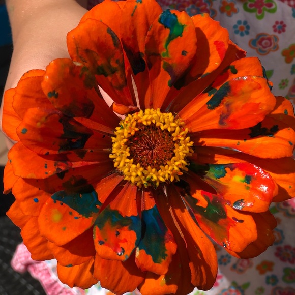 Meet your Posher, Emily - Picture 1 of 1